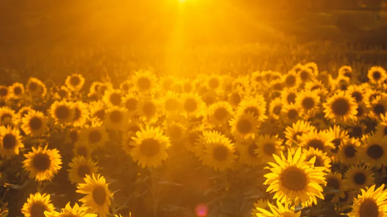 A field of sunflowers with a bright sun shining on the horizon.