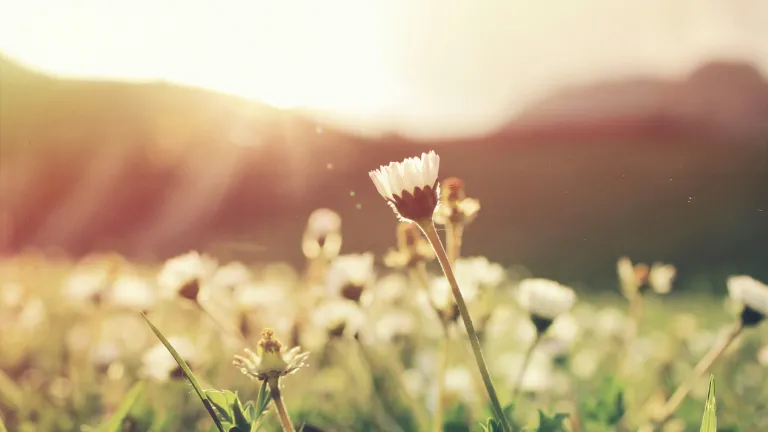 a field of white flowers