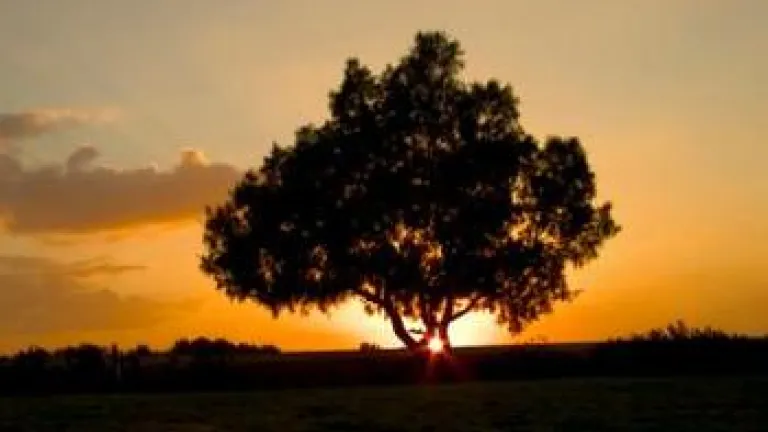 Sunset behind tree - The Rest of the Story: The Story of Rest