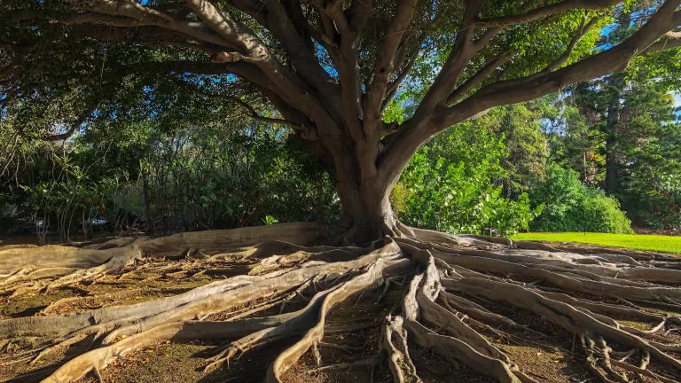 Brown tree trunk on brown soil.