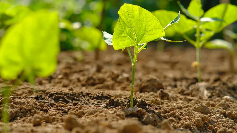 Spiritual "reforestation" is sowing the seeds of reconciliation. a few green seedlings, one in focus, growing in soil