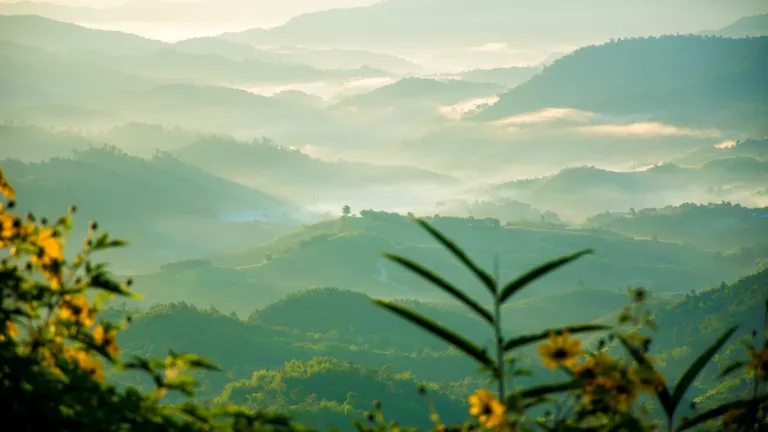 a green landscape of rolling hills with a few yellow flowers in the foreground