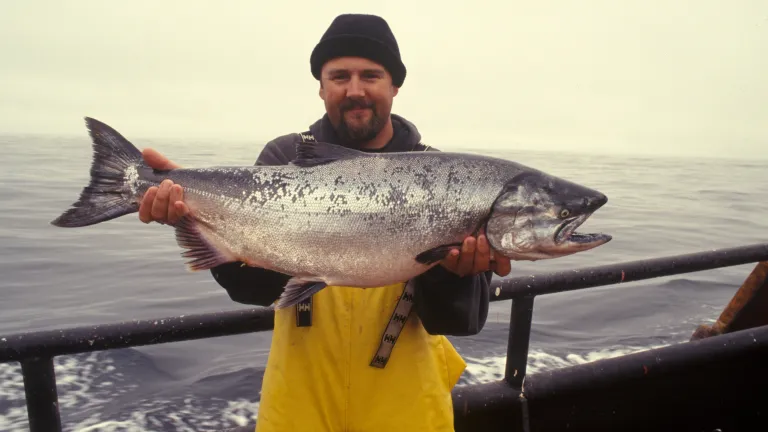 A very large salmon being held by a fisherman.
