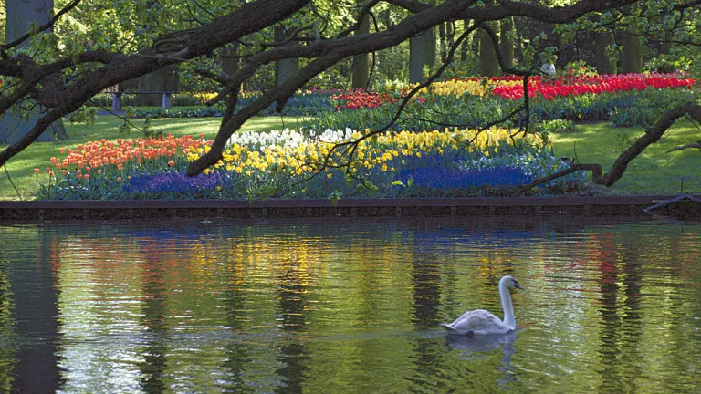 A swan on a beautiful pond.