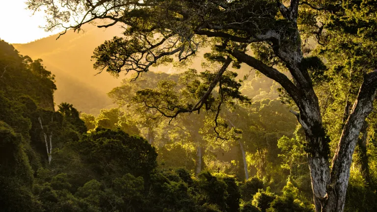 South Africa today is a place of amazing contradictions. golden sunlight streaming through jungle greenery