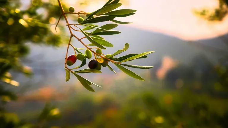 The olive is mentioned 35 times in the Bible. a branch with ripening olives with mountains in the background