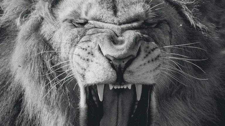 Roaring Lion