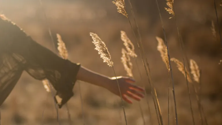 Covenant loyalty, while it may seem an odd expression, refers to action done out of a loving heart. a woman's hand brushing past several fronds of grain in a wheat field