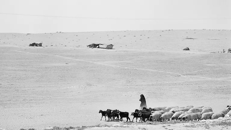 Shepherds were in the fields watching their flocks at the time of Jesus’ birth (Luke 2:7-8). Shepherds were not in the fields during December. Shepherd will sheep and goats.