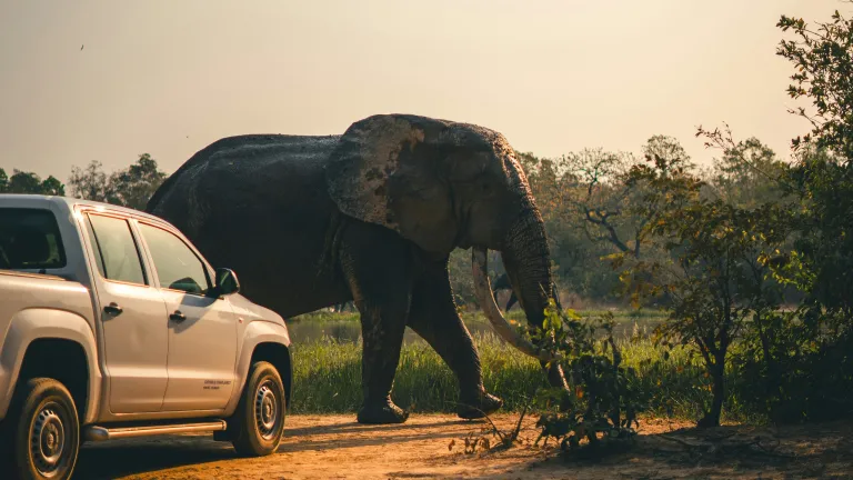 an elephant walking across a dirt road in front of a truck
