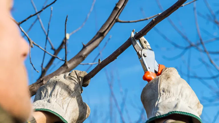 Like trees, we sometimes need pruning in our spiritual life. A man pruning a tree branch.