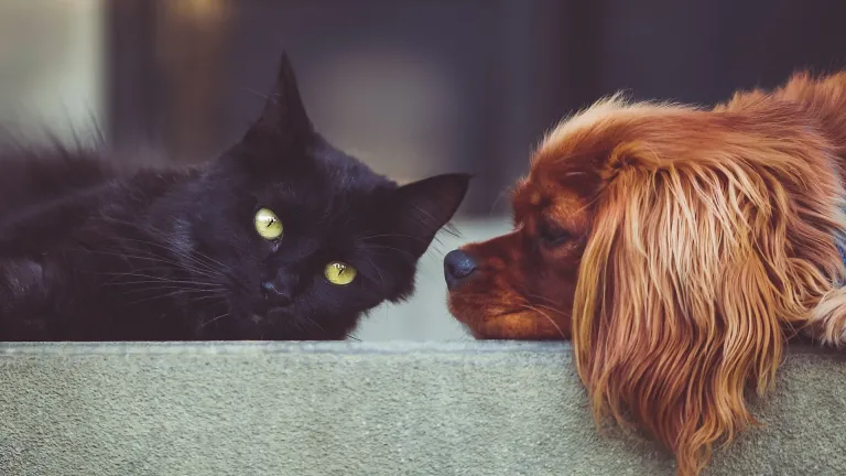 a black cat and a ginger-colored dog lying side by side on a concrete wall