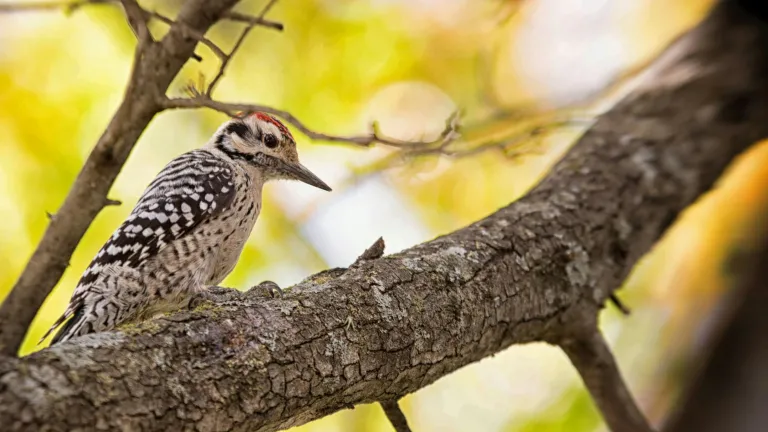 a woodpecker sitting on the branch of a tree