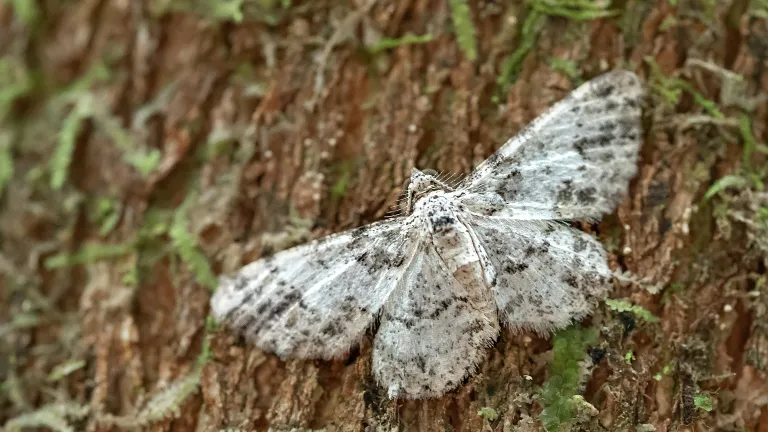 a white both with gray speckles resting on the trunk of a tree