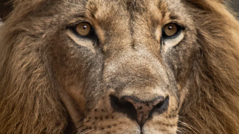 “See, the Lion of the tribe of Judah, the Root of David, has triumphed. He is able to open the scroll and its seven seals” (Revelation 5:5, New International Version). Closeup of a Lion