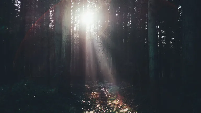 Sunlight shining through trees.