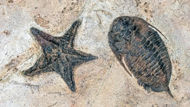 Both evolutionary and biblical worldviews make predictions about what should be visible in the fossil record. two fossils set in stone