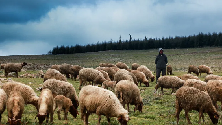 Various sources will point out that shepherds around Jerusalem would not stay in the fields past the autumn. They would bring the sheep in for the winter. Sheep in a field.