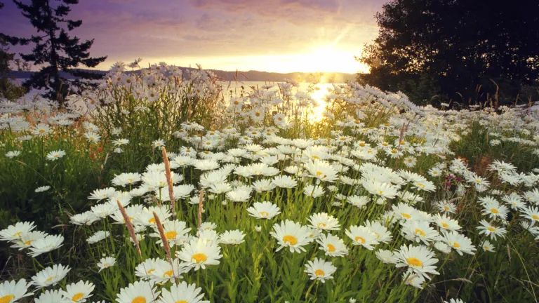 A field of daisy flowers in a field.