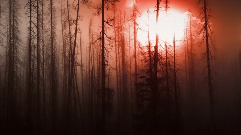 “The fourth angel poured out his bowl on the sun, and the sun was given power to scorch people with fire. They were seared by the intense heat and they cursed the name of God …” A old burnt forest with a red sky.