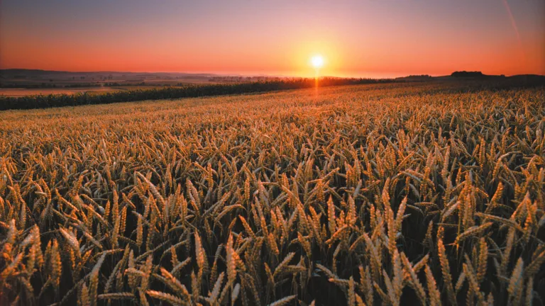 A wheat field.