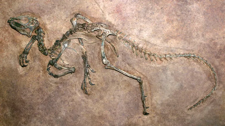 Flaws in the theory of evolution, such as those exposed in the fossil record, have led growing numbers of scientists to question Darwinian evolution. Dinosaur fossils embedded in a rock.