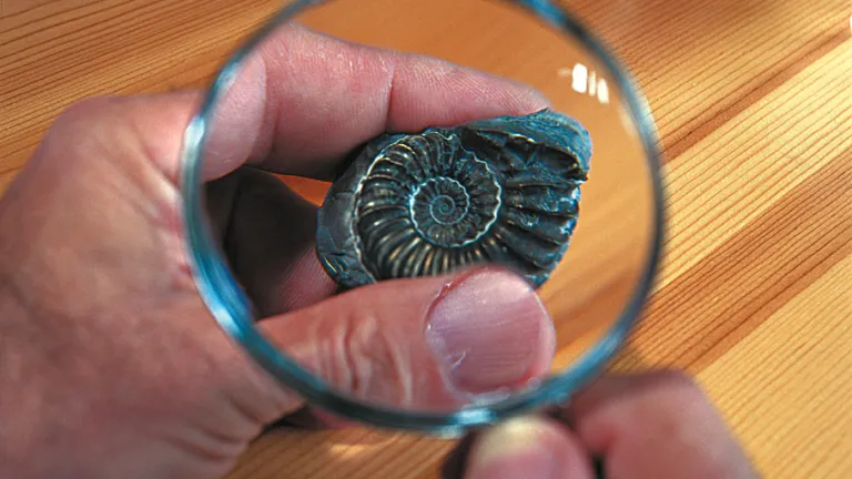 The fossil record contains many species, each perfectly formed and well-suited to its environment. Paleontologists admit that the fine gradations of transitional forms that should exist if Darwinism were true cannot be found. ammonite
