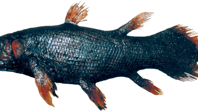 coelacanth