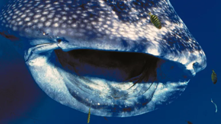 Whale shark