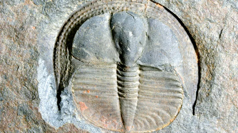The biblical account of creation predicts a fossil record. A fossil.
