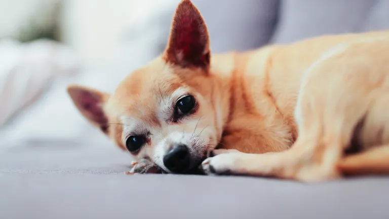A Chihuahuas dog.