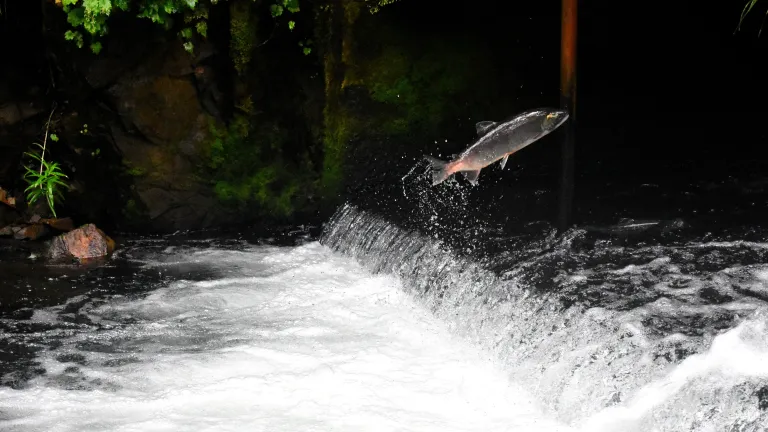 How do salmon, manage to find the very streams in which they were first spawned several years earlier? No plausible evolutionary explanation has been offered. Salmon swimming upstream.