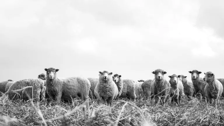 Shepherds were in the fields watching their flocks at the time of Jesus’ birth. Shepherds were not in the fields during December. A flock of sheep.