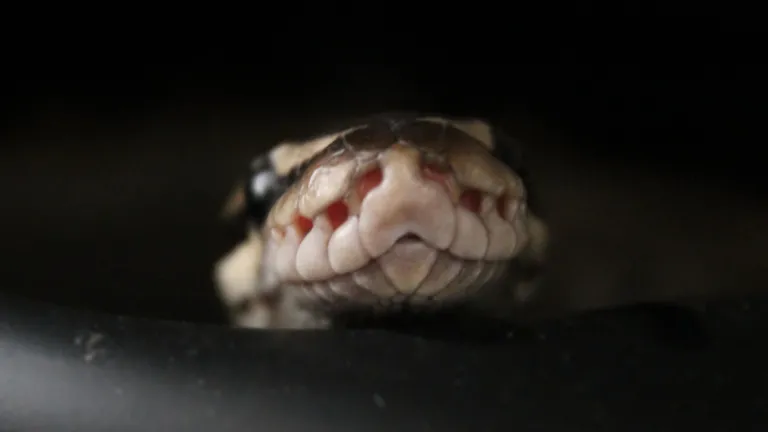 Satan is responsible for much of the evil of this present world. And unfortunately, people have brought many evil things on themselves by their own actions. Upclose photo of a snake's head.