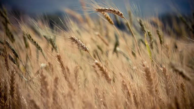 Why should Christians celebrate the Feast of Pentecost? A wheat field up close.