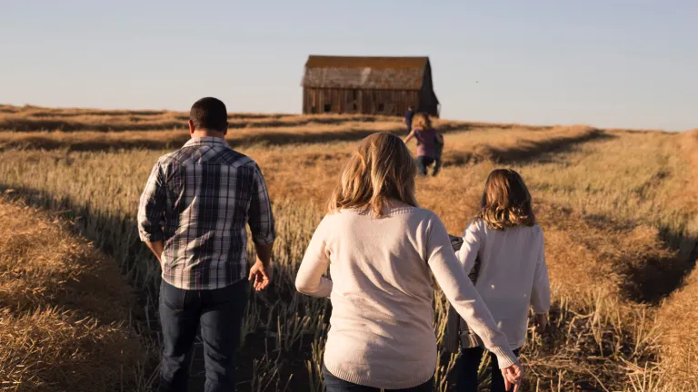 A family walking in a wheat field towards an old barn.