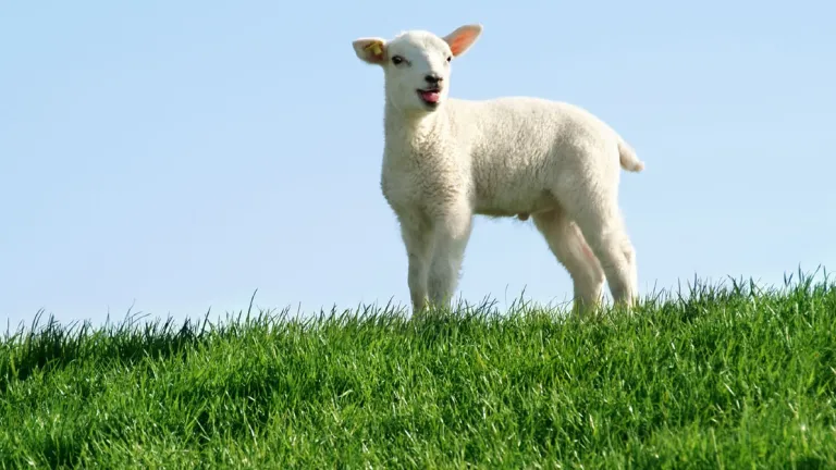 A lamb on top of green grass hill.
