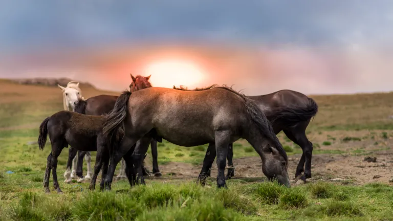 Horses in a grassy field.