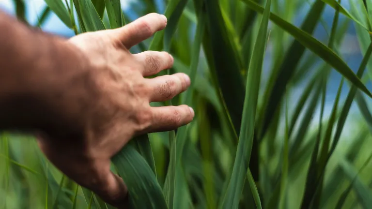 A man pushing tall grass reeds out of the way.