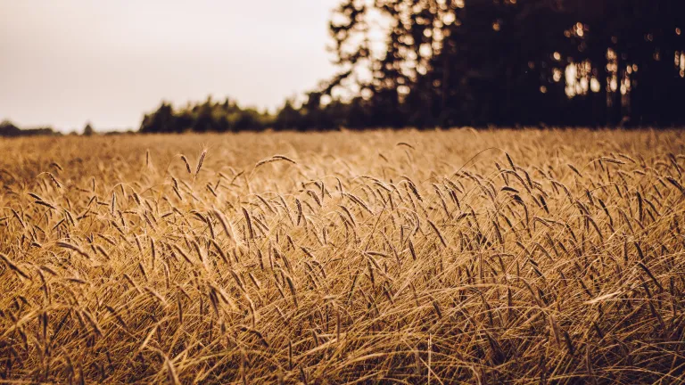 Grain field.