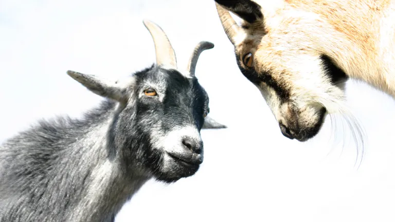 The priest was to select two goats for a sin offering for the people, with one goat chosen by lot to be offered as a sacrifice. Two goats face each other.