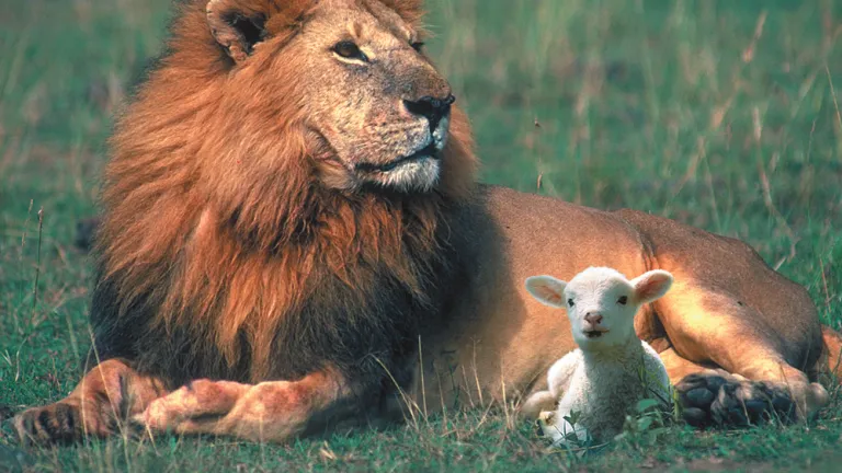 Lion and lamb laying beside each other.
