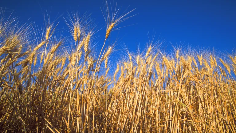 This festival is known by several names that derive from its meaning and timing. Also known as the Feast of Harvest, it represents the firstfruits gathered as the result of the labor of those who completed the spring grain harvests in ancient Israel. Wheat field