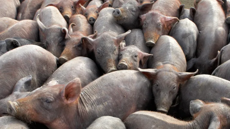 Beyond question is that Jesus didn’t consider the swine to be suitable for food—even for the gentiles of this area. He would never have wasted such a valuable resource had He considered the pigs to be an acceptable part of the human diet. A herd of pigs packed together.