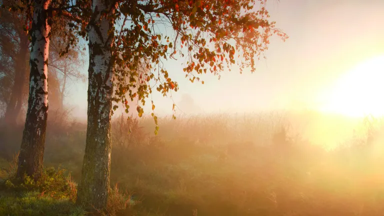A tree and field covered in a foggy haze.