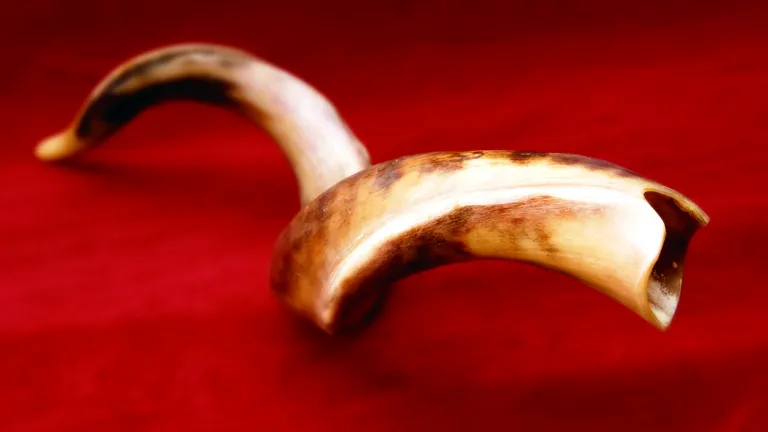 What is the significance of the trumpet of which Paul wrote? A shofar - ram's horn.