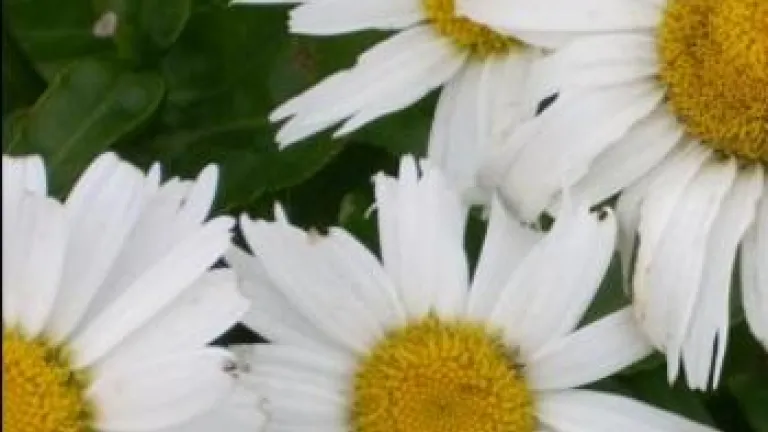 Love and Acceptance: A New Generation of Flower Children Love and Acceptance: A New Generation of Flower Children