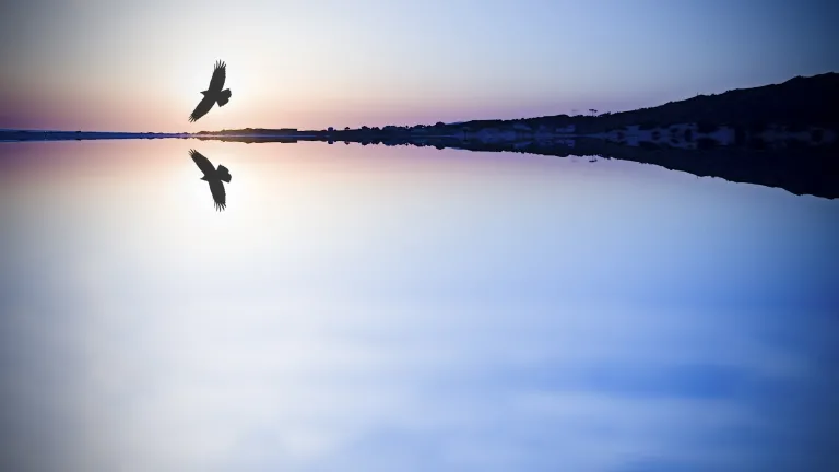 A eagle flying over water.