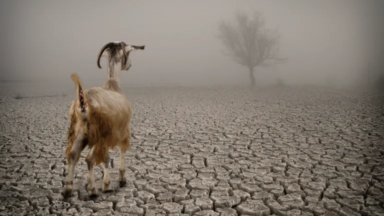 A goat on dry parched land.