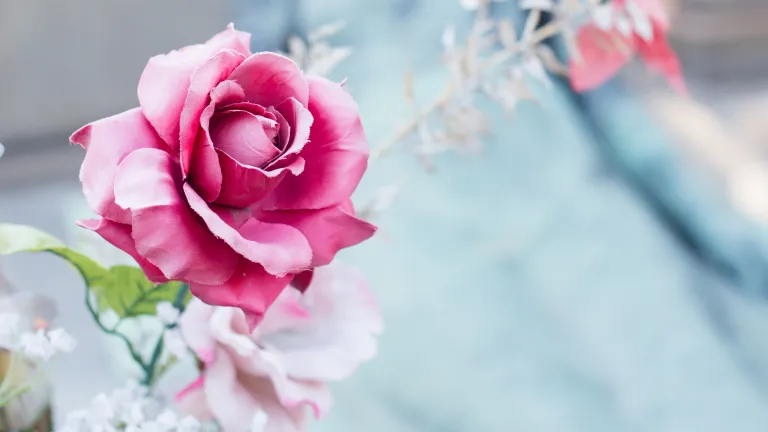 Suicide is not the final end of a person’s life. Everyone will have the opportunity to repent and receive Christ’s healing of their minds and hearts. A rose by a grave site.